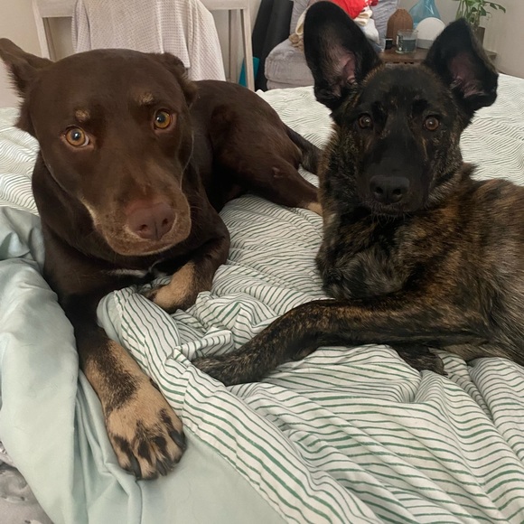 Meet your Posher, Alexis - Picture 4 of 9